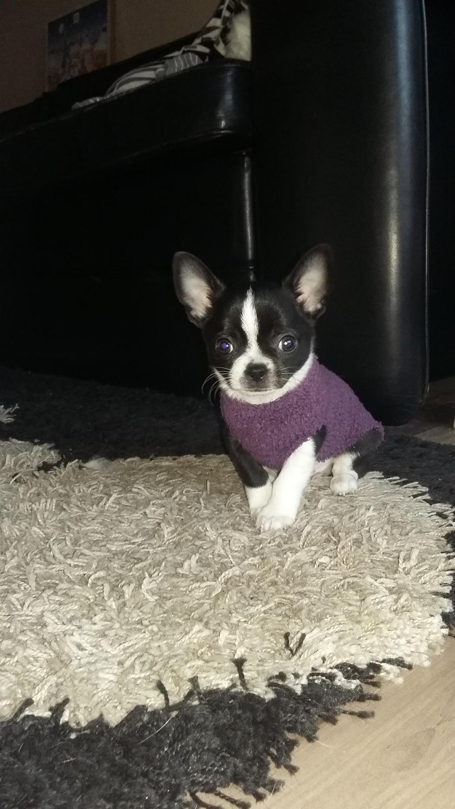 Chihuahua Keld (Diablo) billede 1