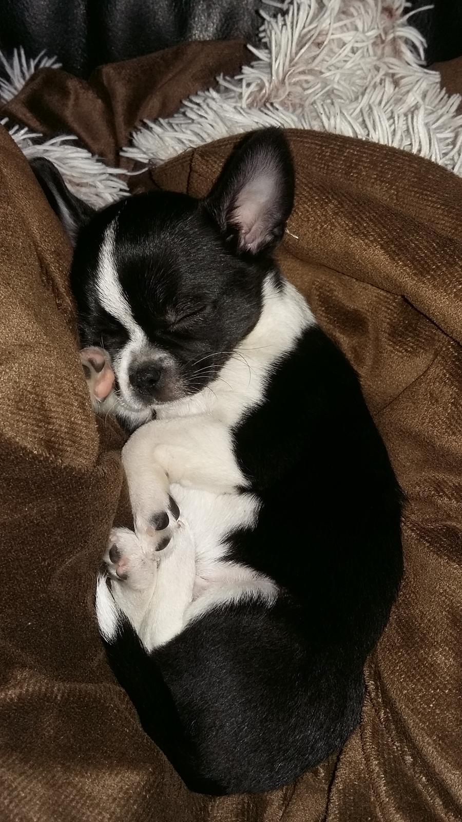 Chihuahua Keld (Diablo) billede 2