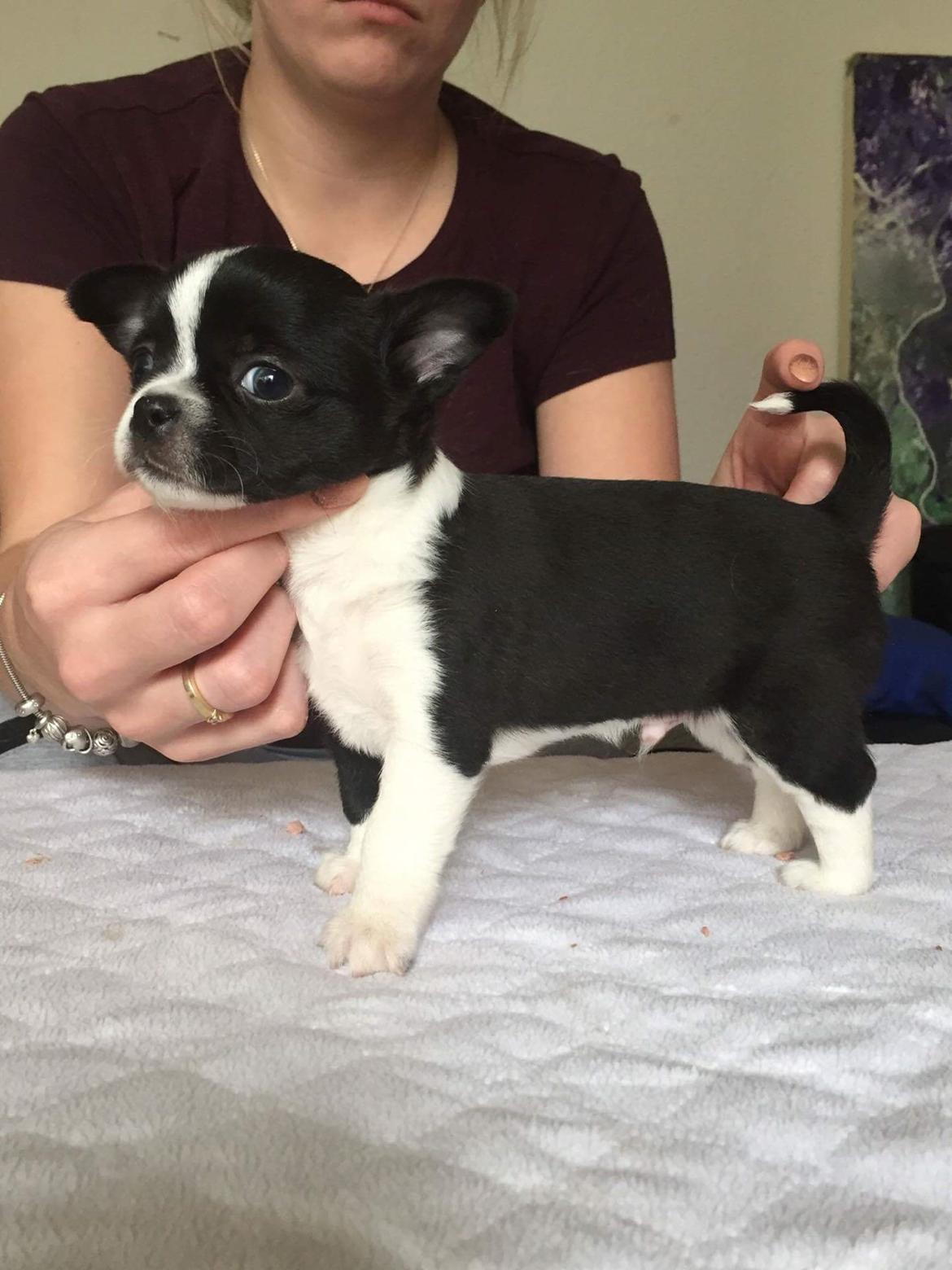 Chihuahua Keld (Diablo) billede 3