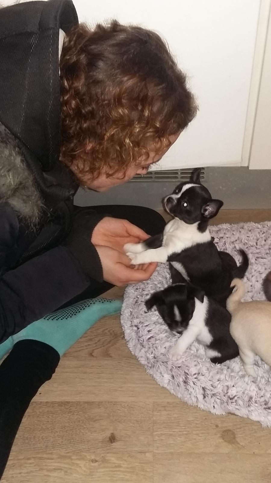 Chihuahua Keld (Diablo) billede 4