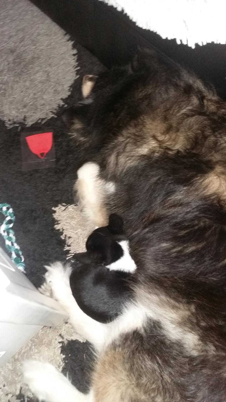 Chihuahua Keld (Diablo) billede 5