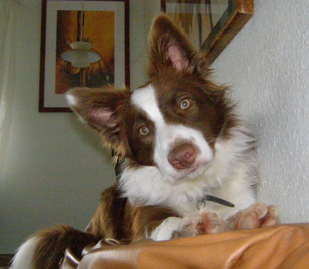 Border collie Cap billede 12