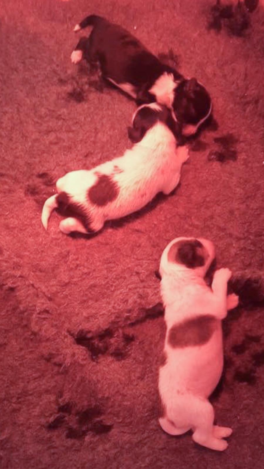 Chinese crested hårløs Jax billede 14