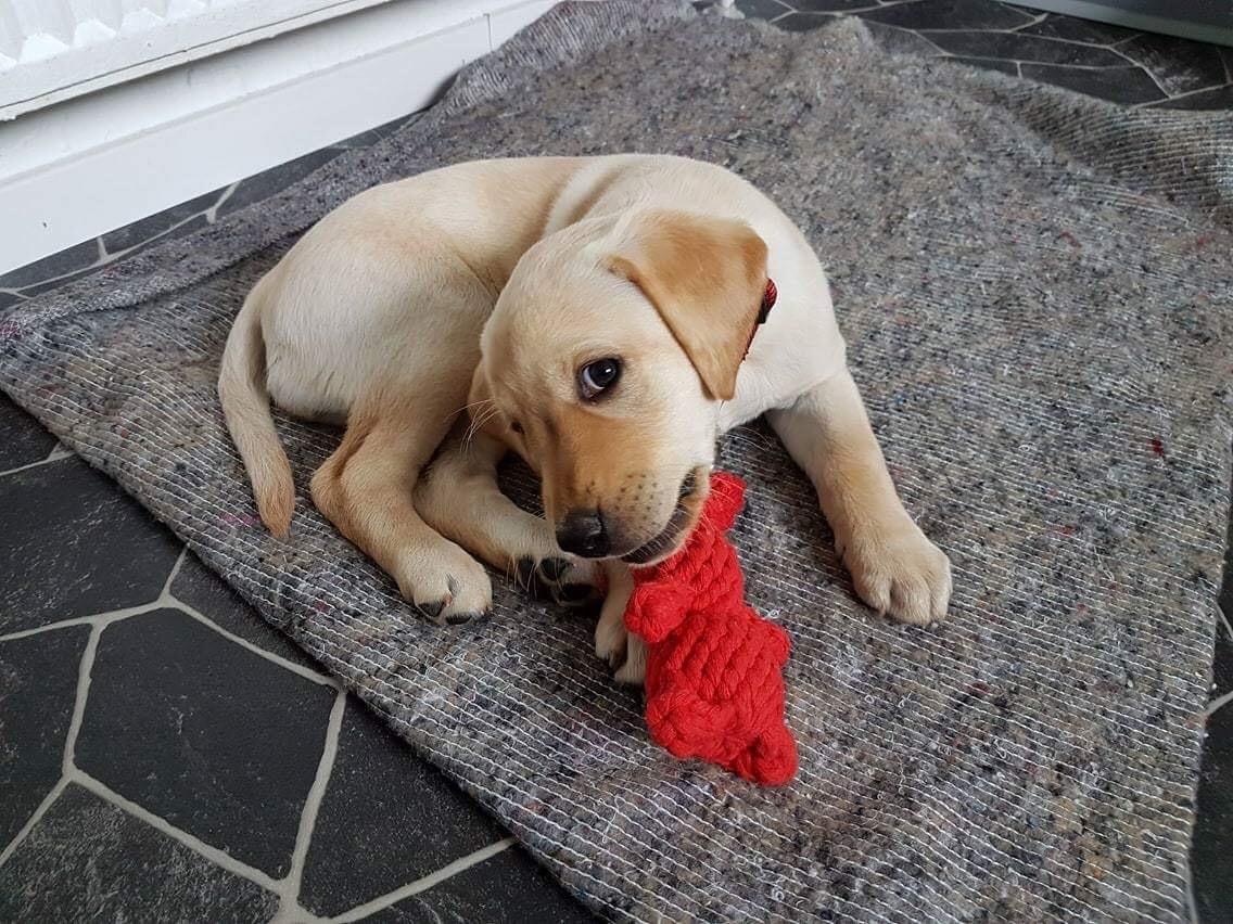 Labrador retriever Astrid  billede 1