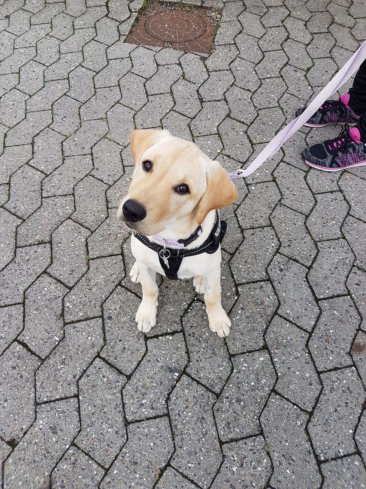 Labrador retriever Astrid  billede 3