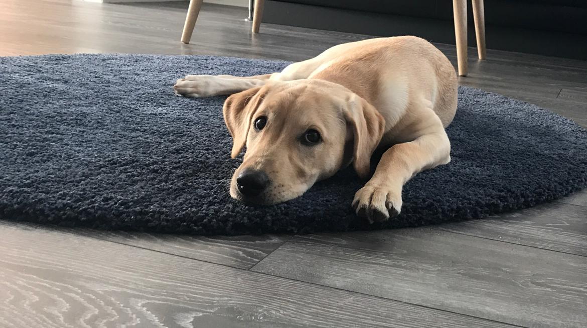 Labrador retriever Astrid  billede 4