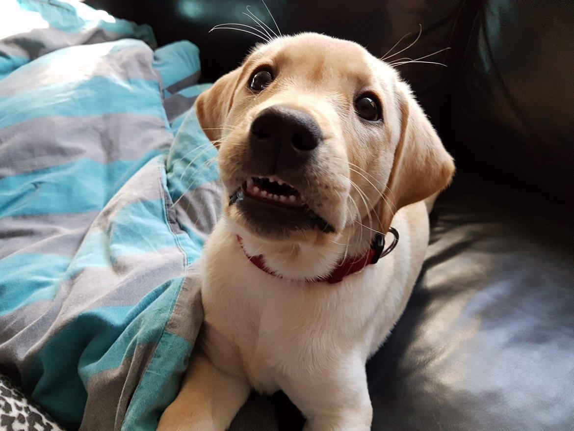 Labrador retriever Astrid  billede 2