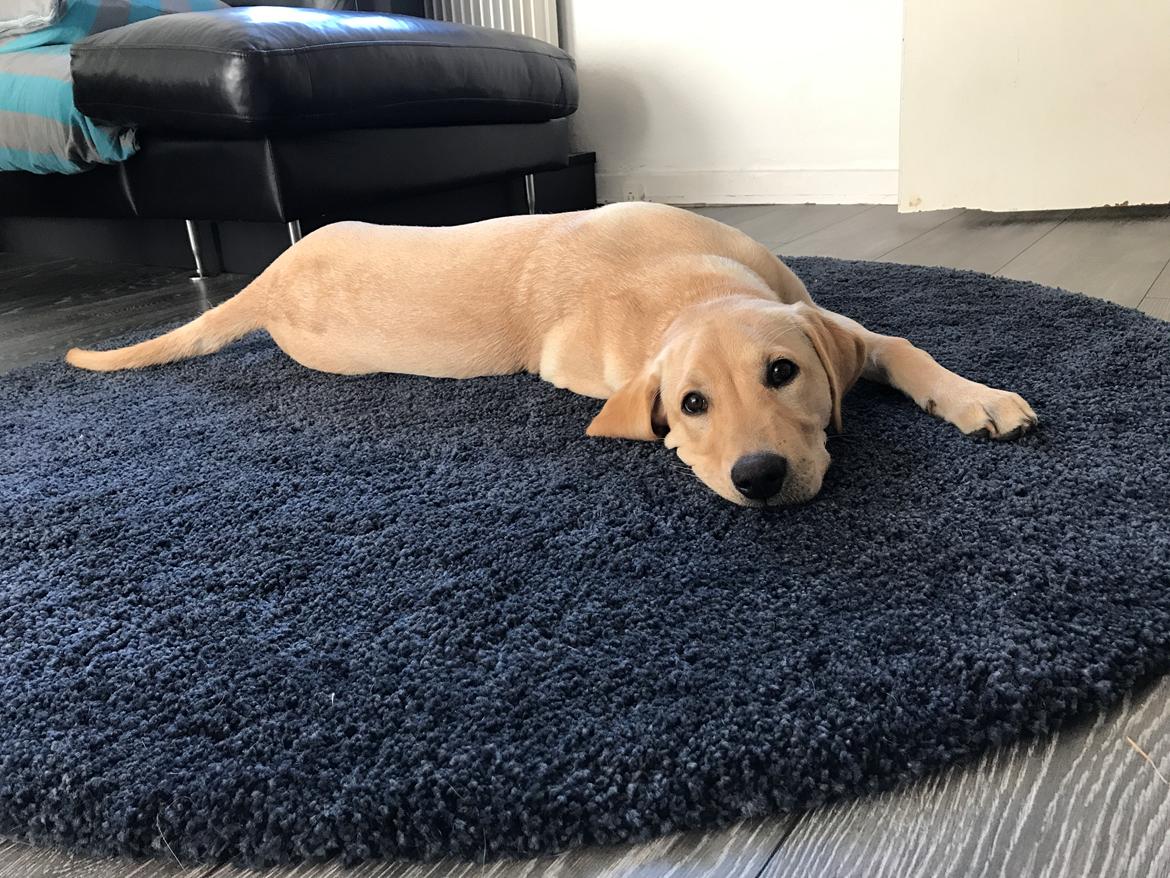 Labrador retriever Astrid  billede 5