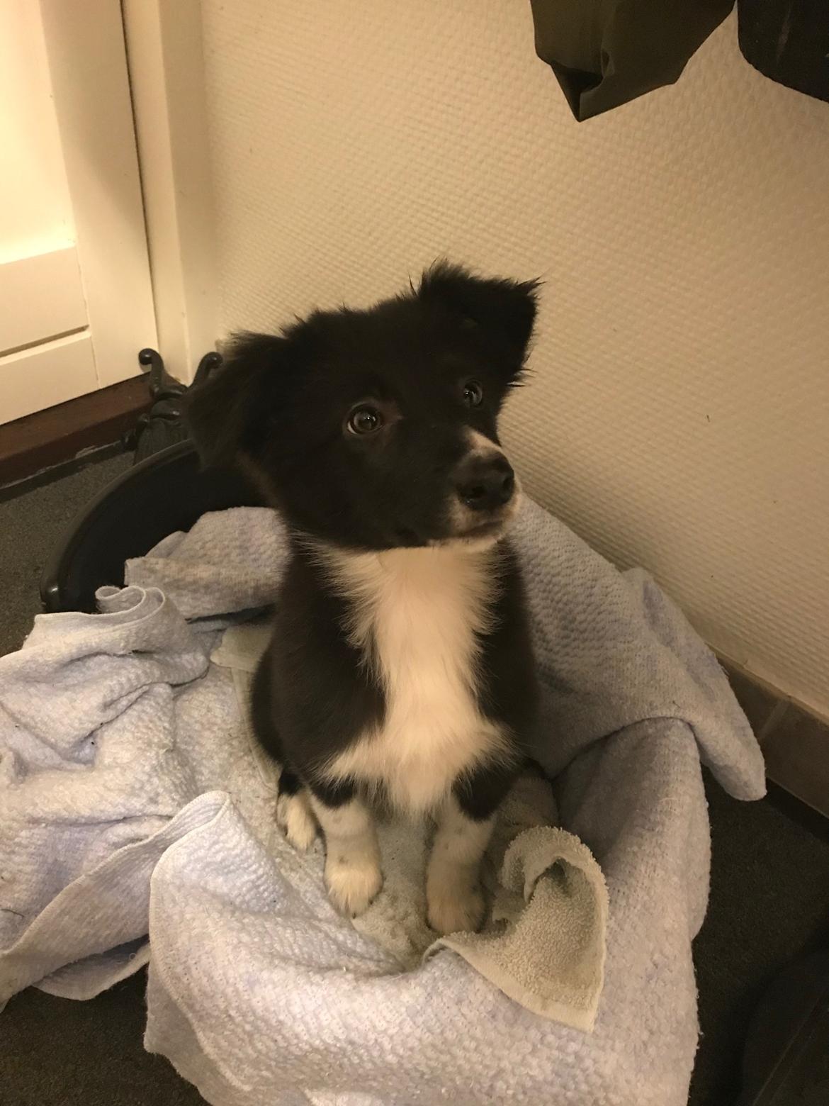 Border collie Maid billede 6