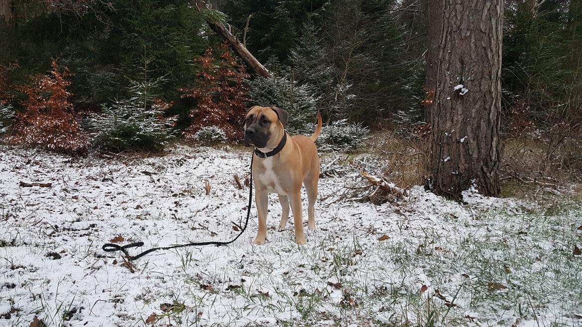 Perro de Presa Canario Crystal Fuerza Bull (Mina) - 20 mdr. gammel billede 14