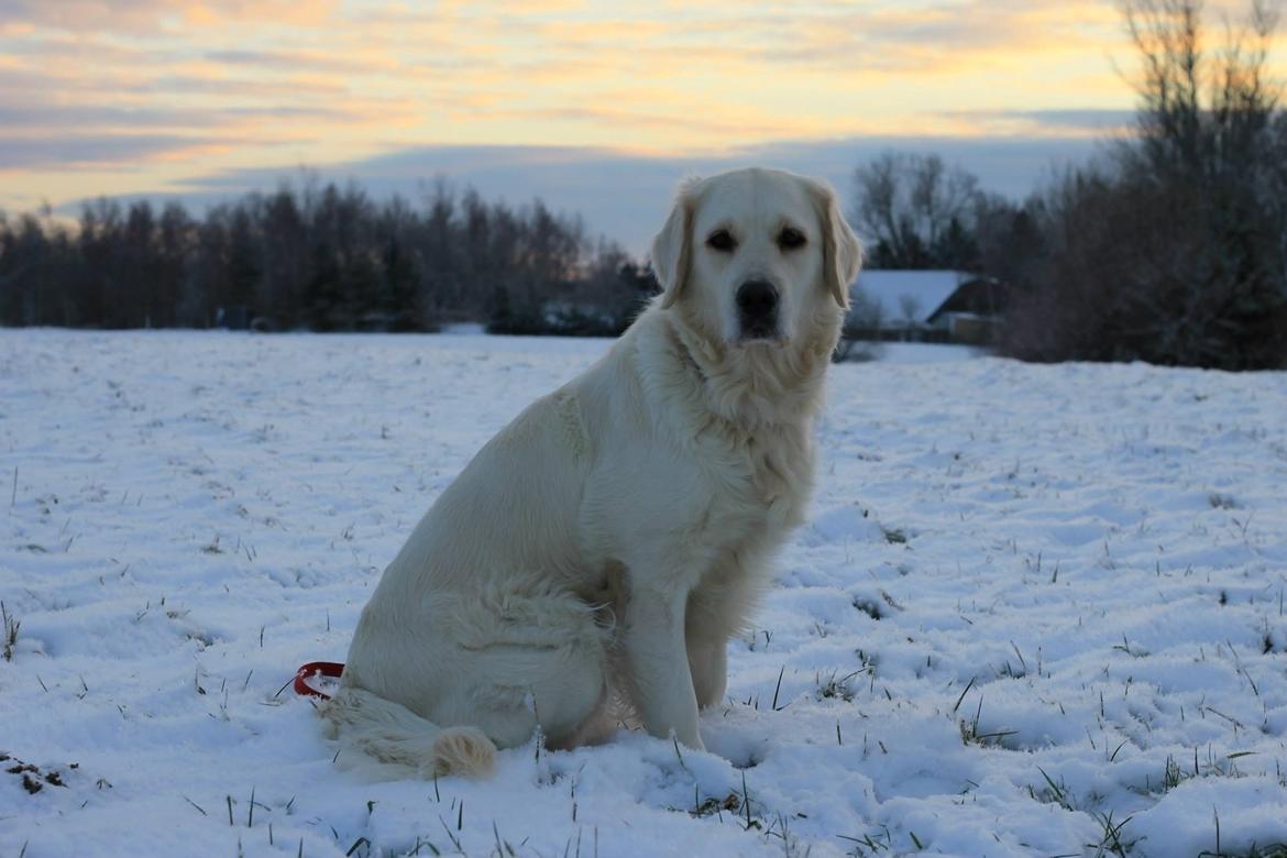 Golden retriever Peka's Chelsea billede 22