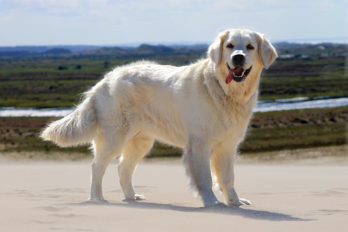 Golden retriever Peka's Chelsea billede 1
