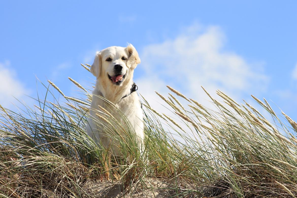 Golden retriever Peka's Chelsea billede 4