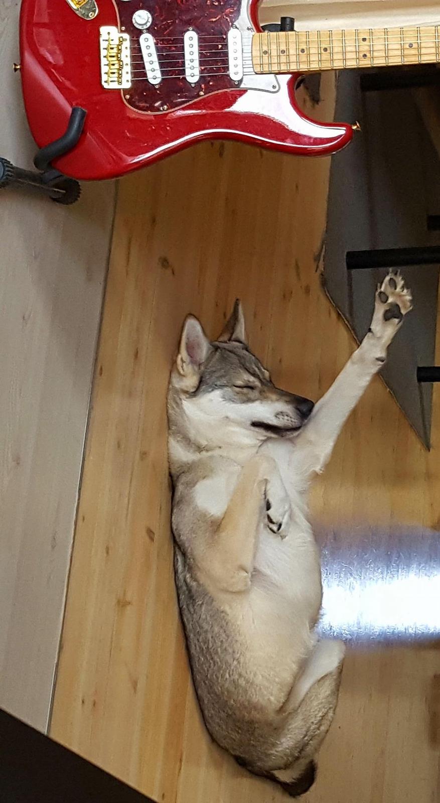 Tamaskan Dog Freja billede 7