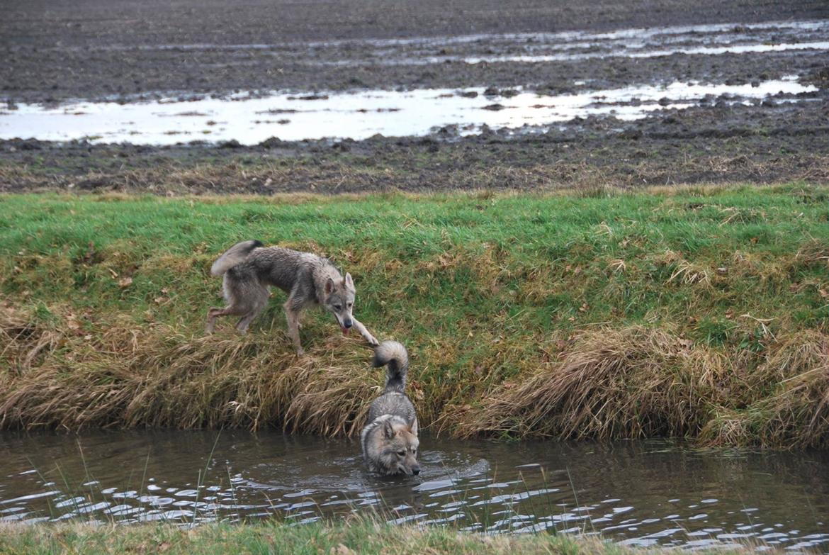 Tamaskan Dog Freja - Ved ikke helt om jeg skal følge min bror ud i kanalen billede 9