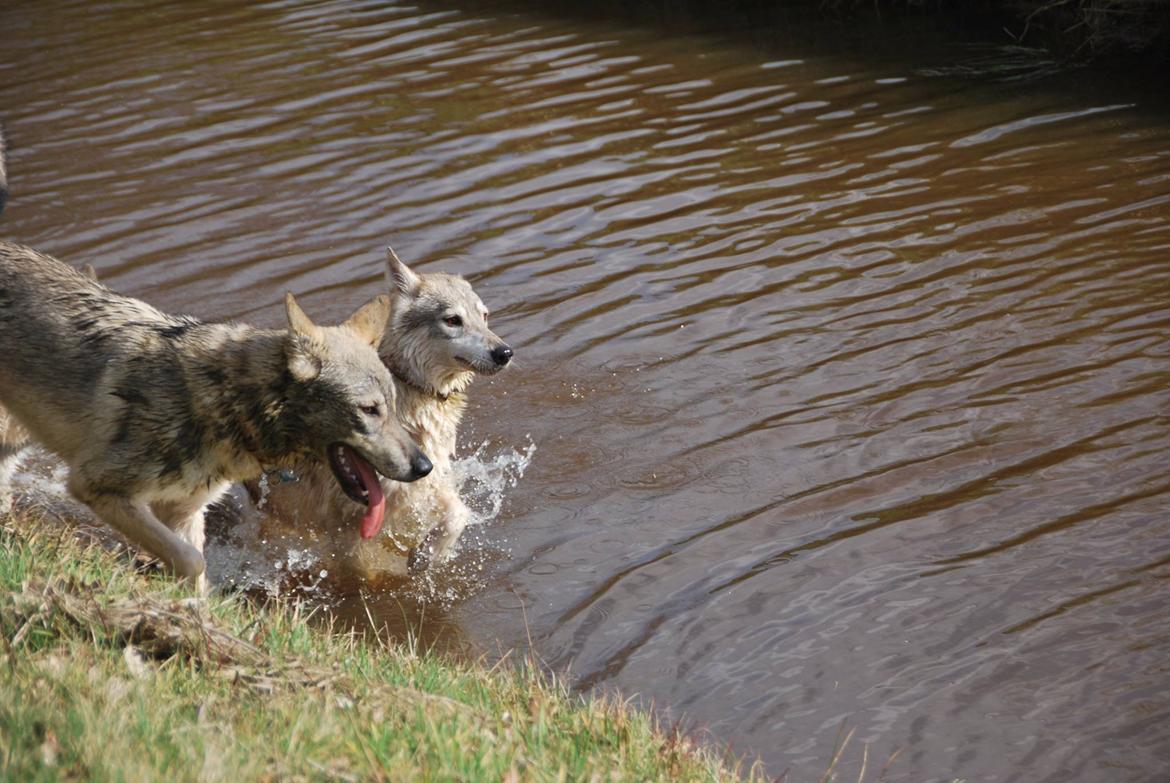 Tamaskan Dog Freja - Mig og "mor", jeg er tættest på kamera. billede 8