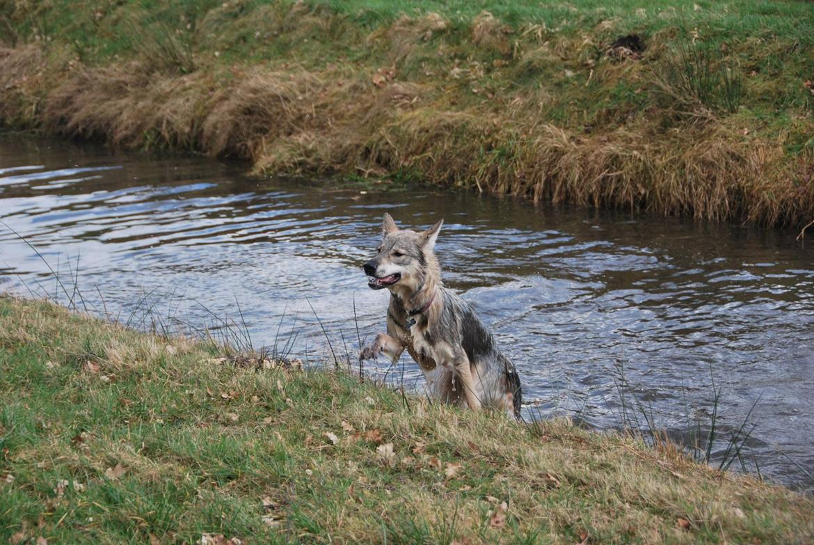 Tamaskan Dog Freja - Yes! Jeg gjorde det! Men se nu min fine frisure!! billede 10