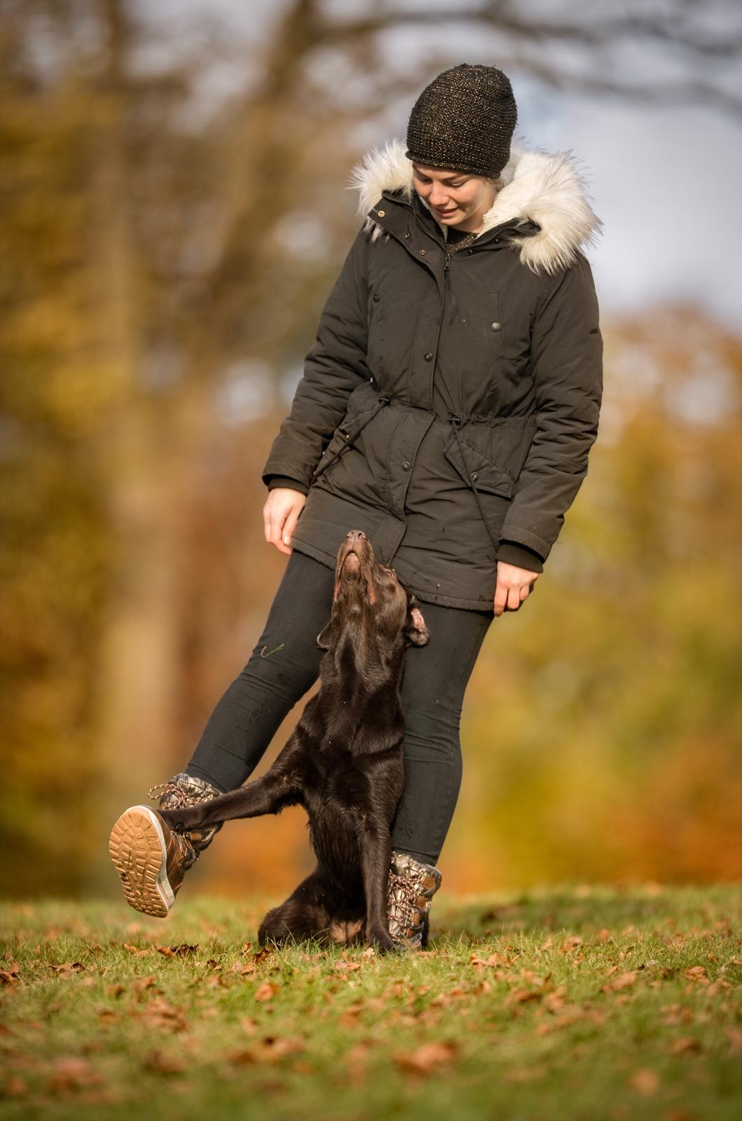 Labrador retriever Fella AKA Floppen billede 47