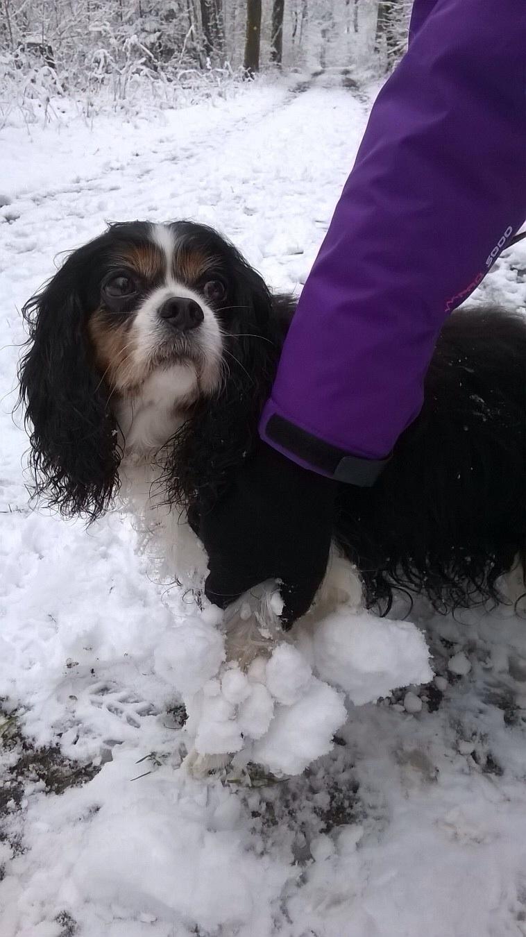 Cavalier king charles spaniel Fægge billede 22