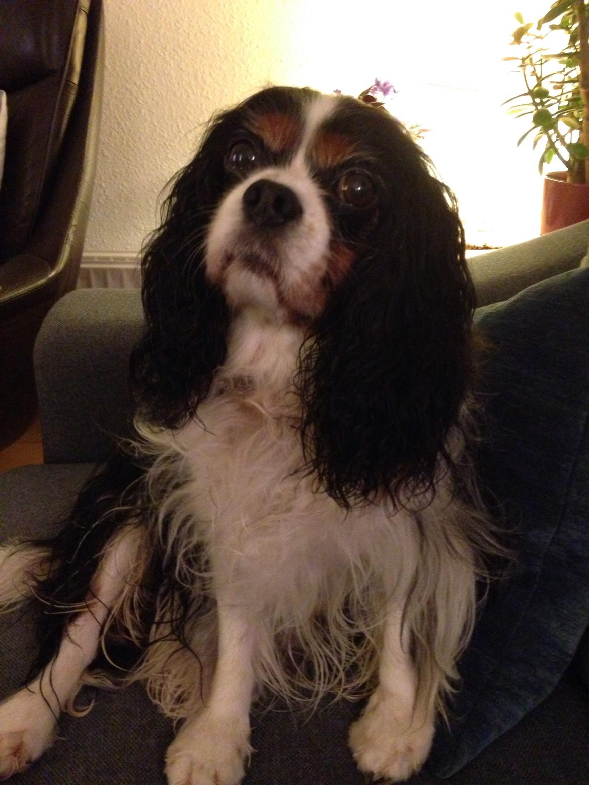 Cavalier king charles spaniel Fægge billede 24