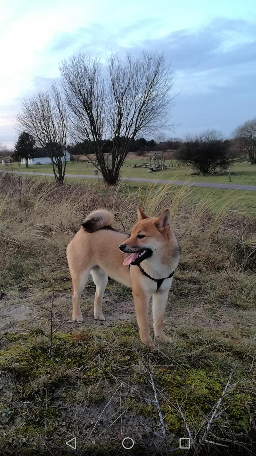 Shiba Nemo  billede 15