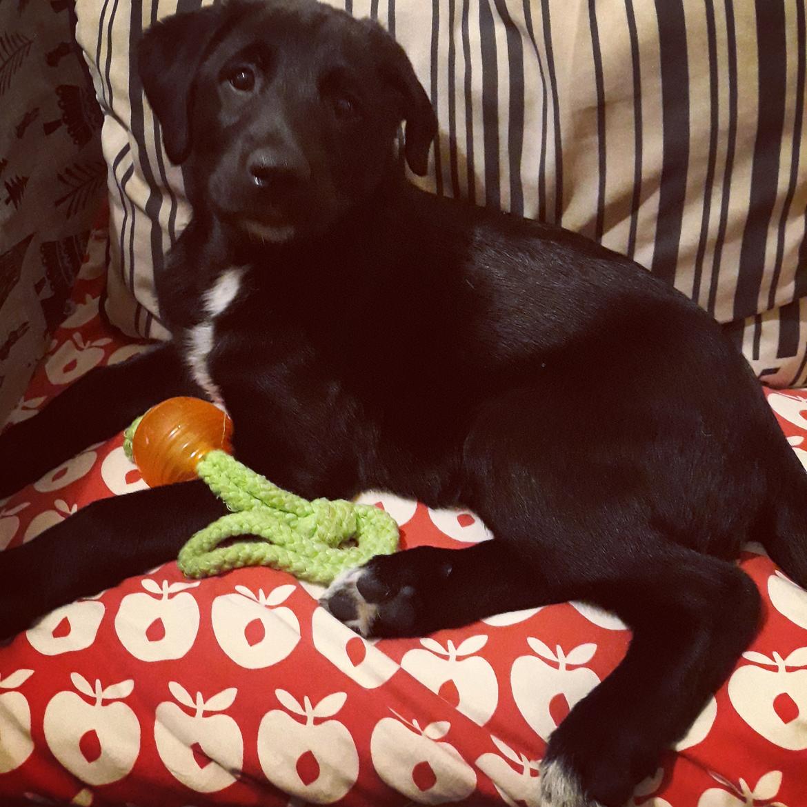 Blanding af racer Jørn  billede 1