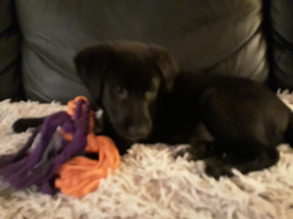 Blanding af racer Jørn  billede 2