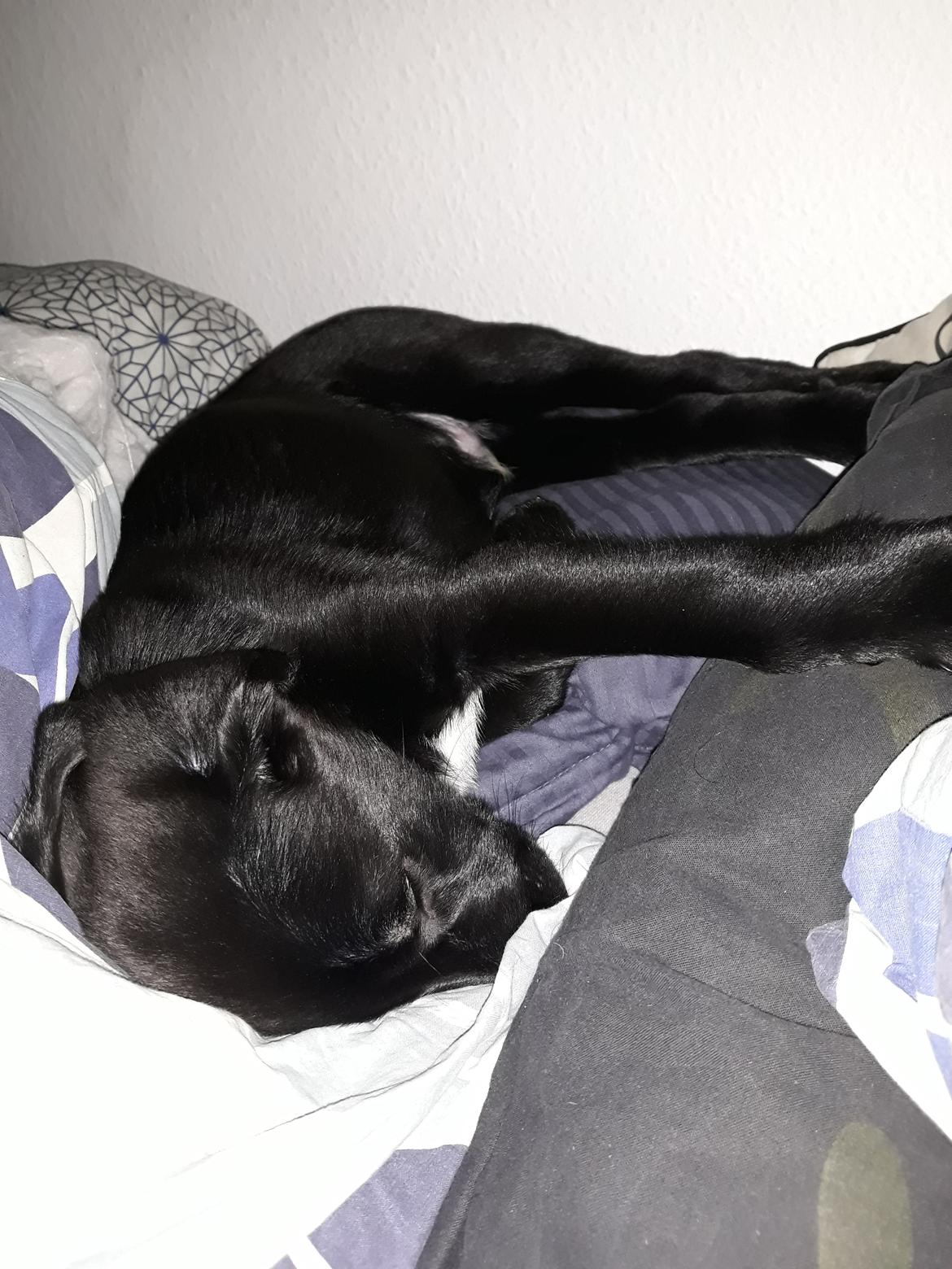 Blanding af racer Jørn  billede 3