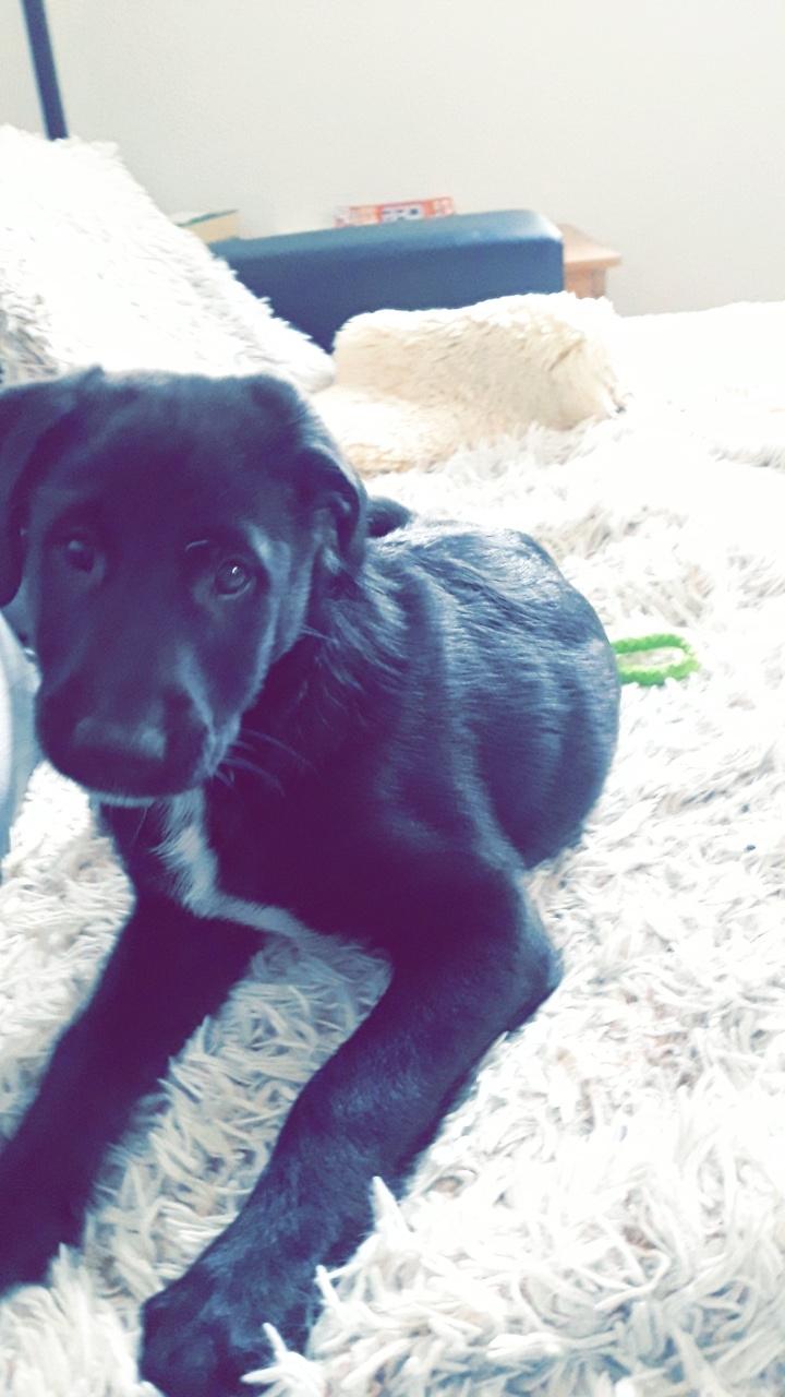 Blanding af racer Jørn  billede 4