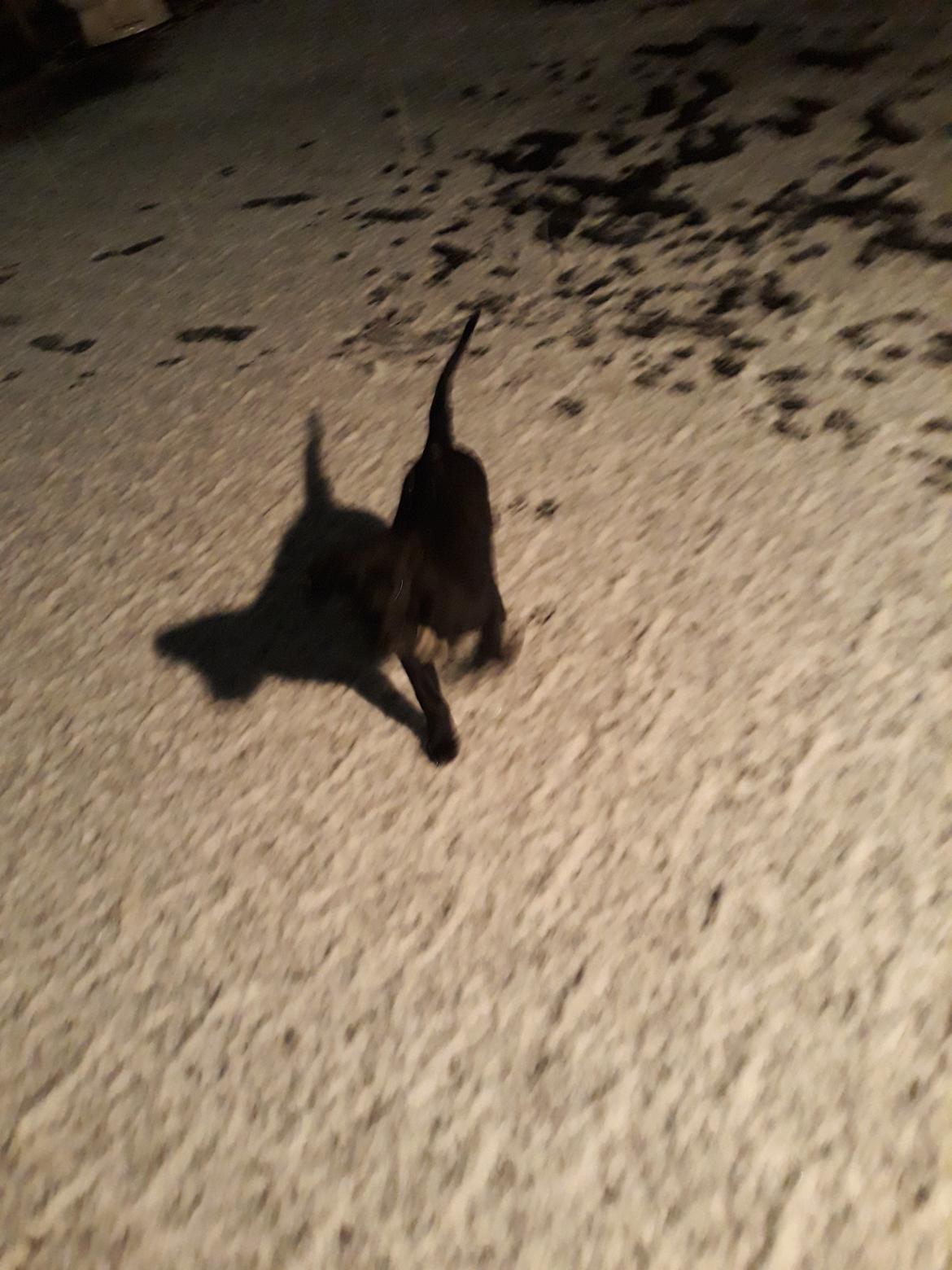 Blanding af racer Jørn  billede 5