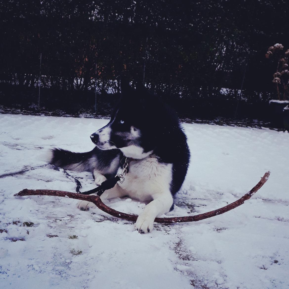 Siberian husky Boss billede 1