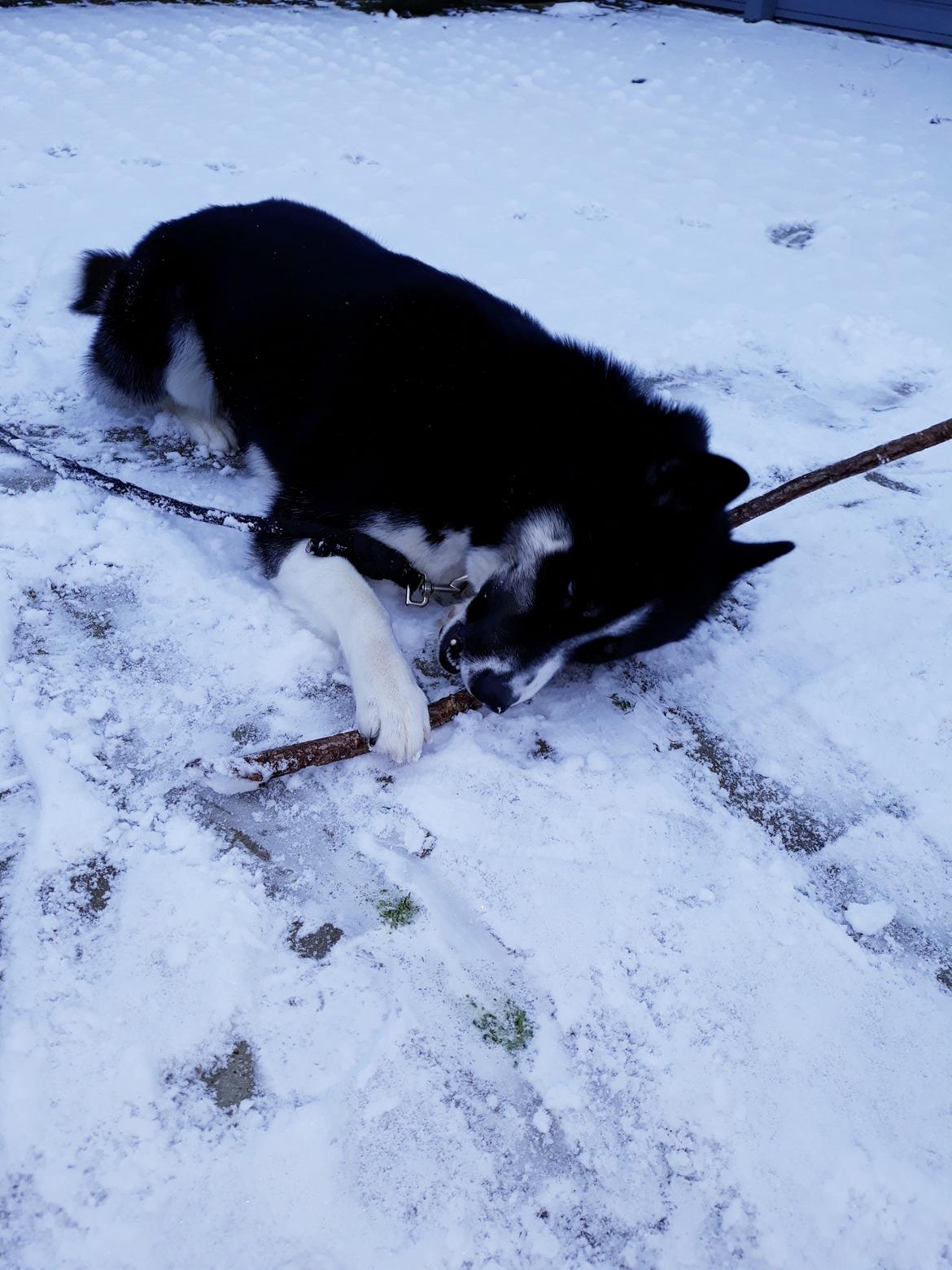 Siberian husky Boss billede 2