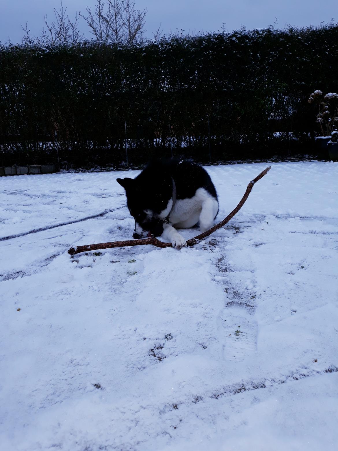 Siberian husky Boss billede 3