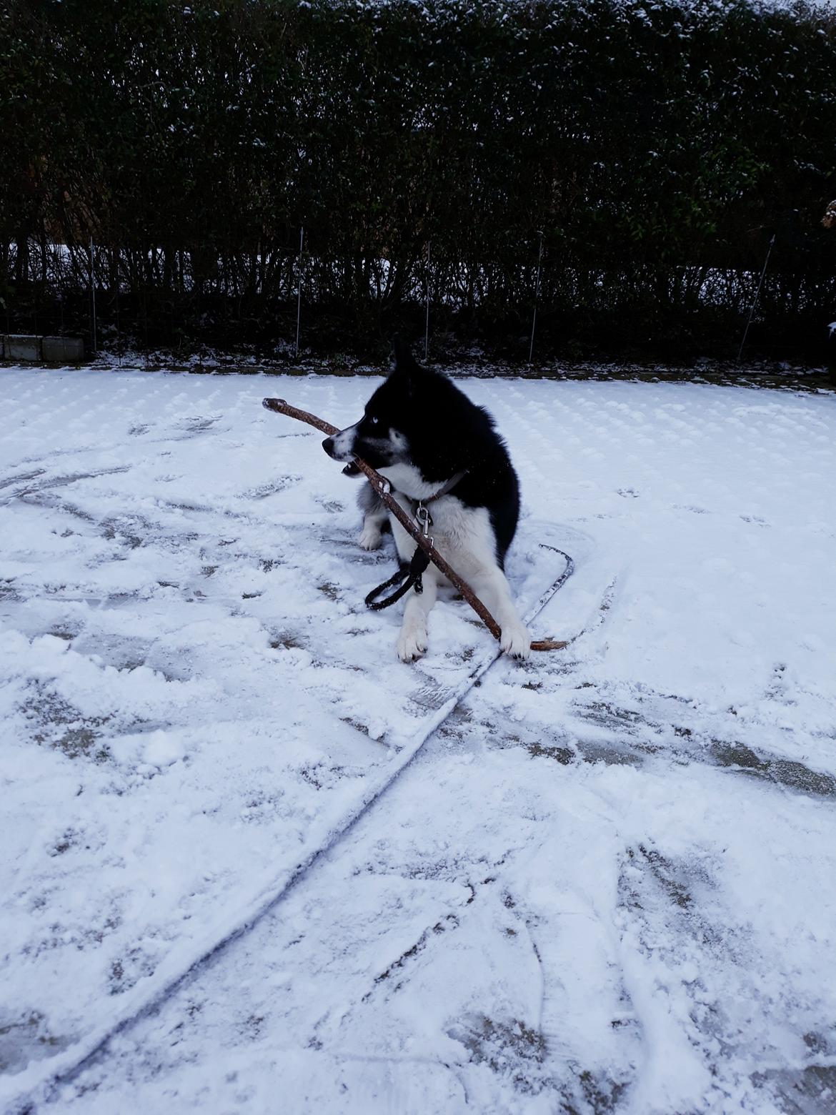 Siberian husky Boss billede 4