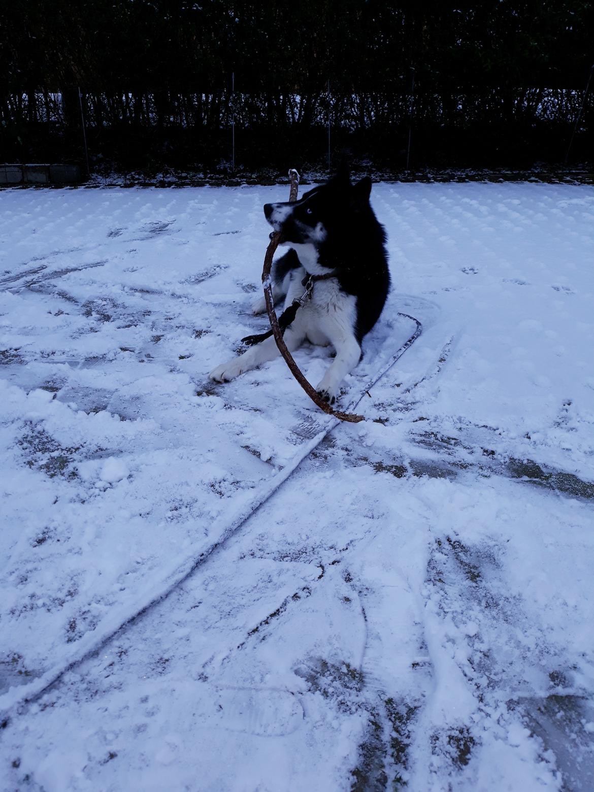 Siberian husky Boss billede 5