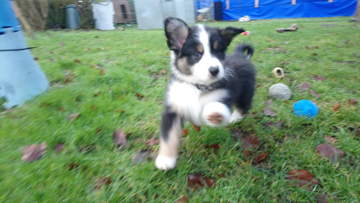 Australian shepherd Sexy Hulda av New Thinking  billede 2