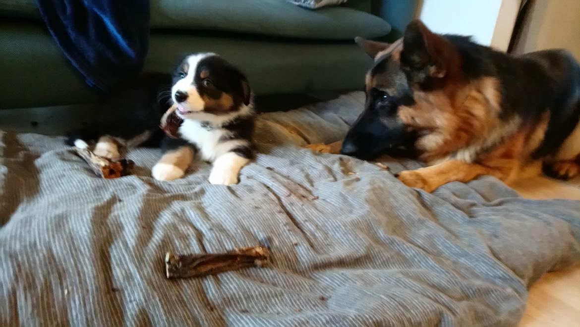 Australian shepherd Sexy Hulda av New Thinking  billede 7