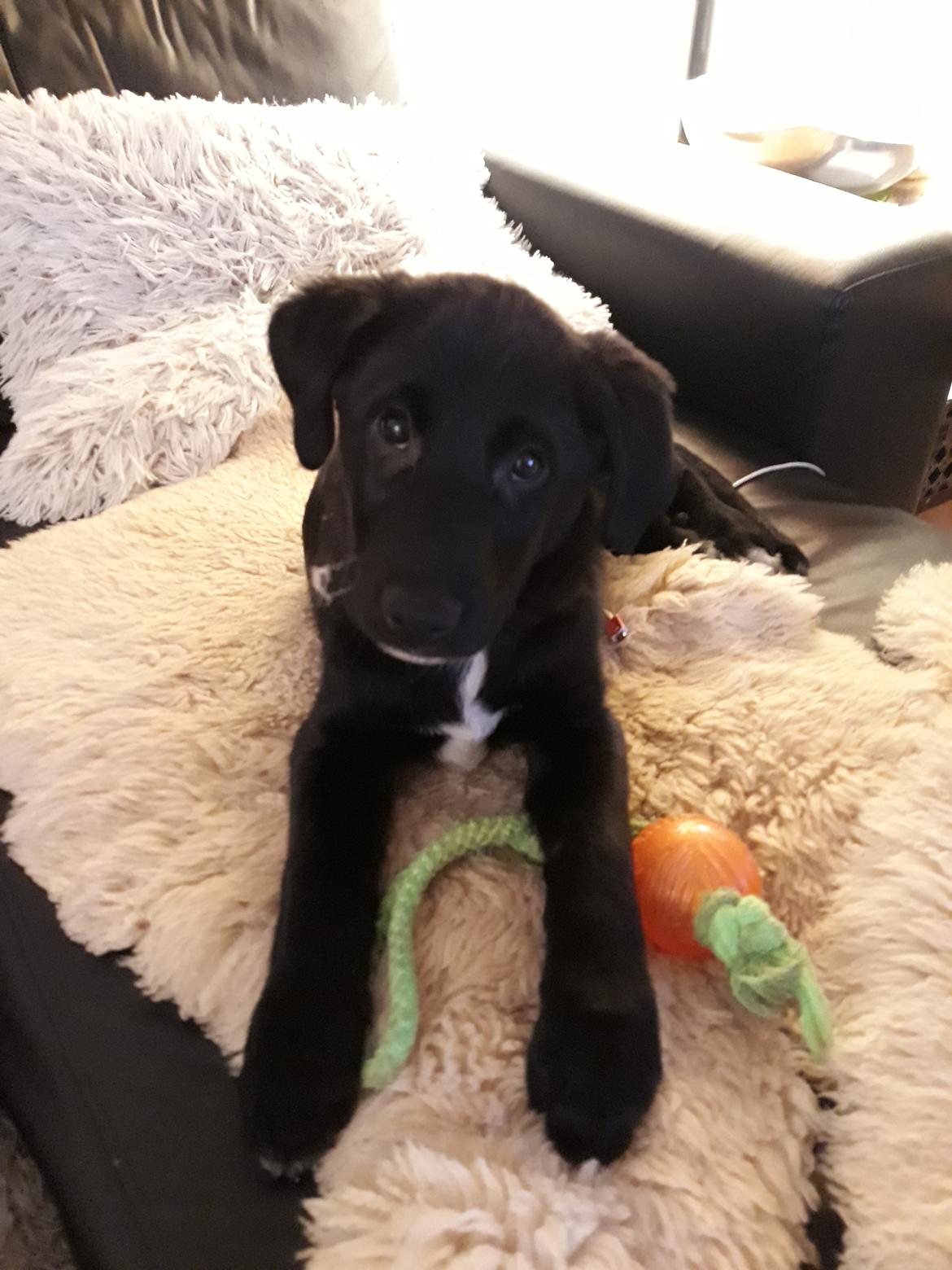 Blanding af racer Jørn  billede 6