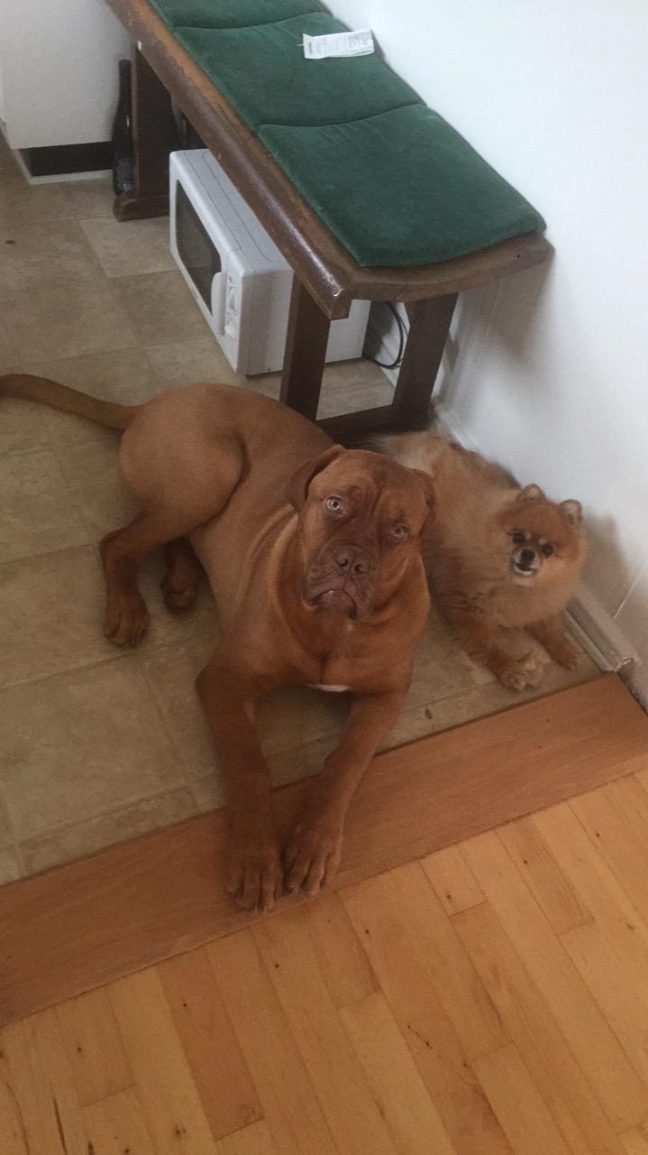 Dogue de bordeaux Homer - Homer på 5mdr  & Molly på 8 år.  billede 8