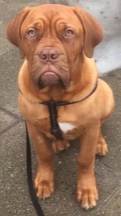 Dogue de bordeaux Homer - På tur i gågaden  billede 7