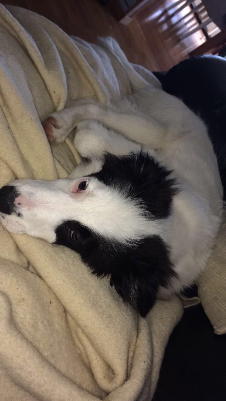 Border collie Twix billede 21