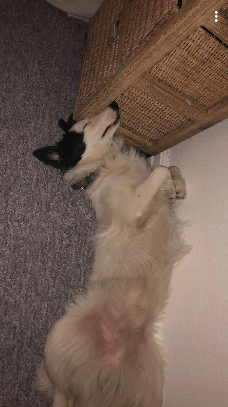 Border collie Twix billede 22