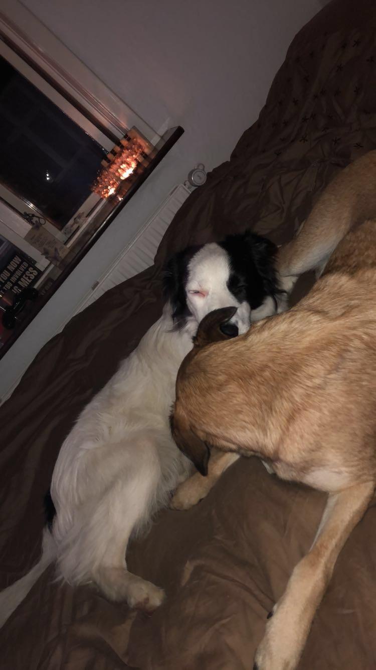 Border collie Twix - Han kunne ikke ønske sig en bedre storesøster end Dory.:) billede 23