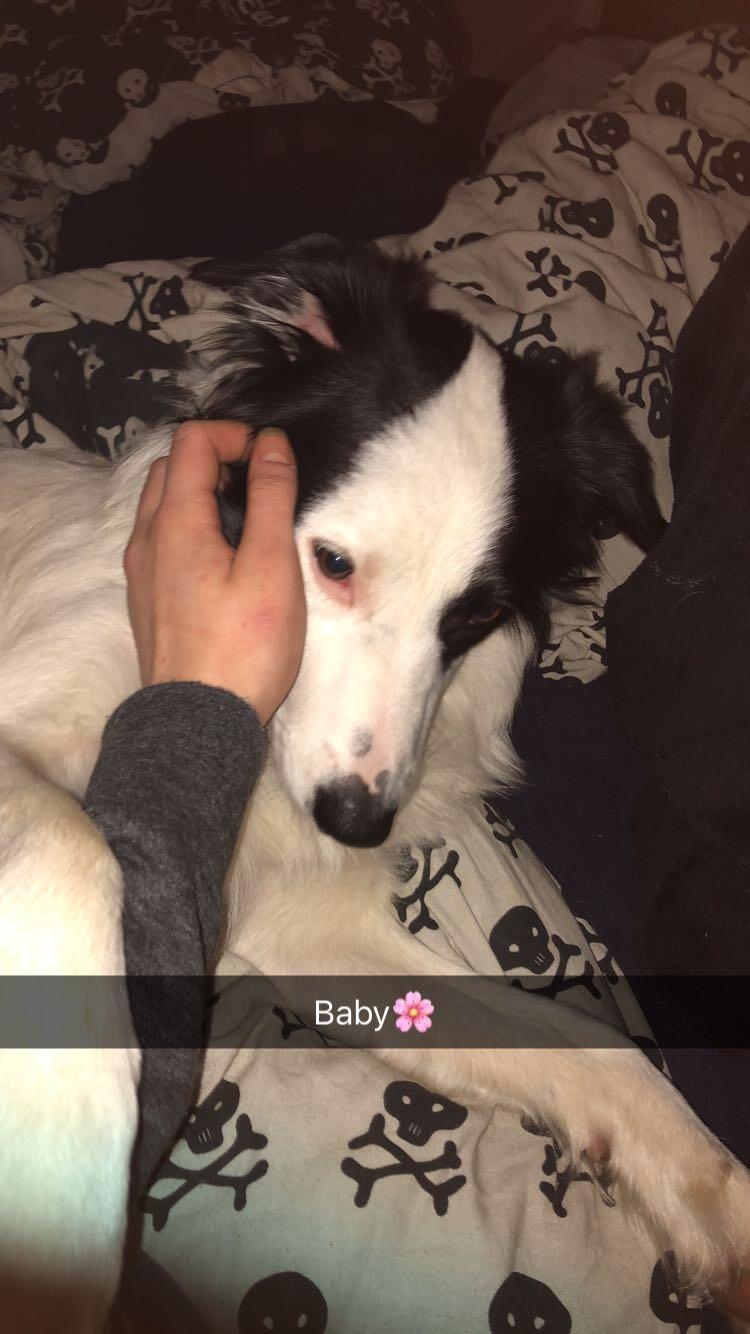 Border collie Twix billede 25