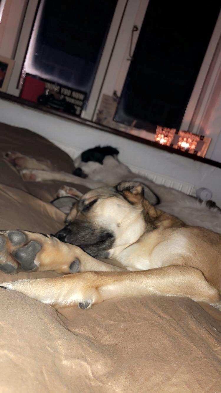 Border collie Twix billede 24