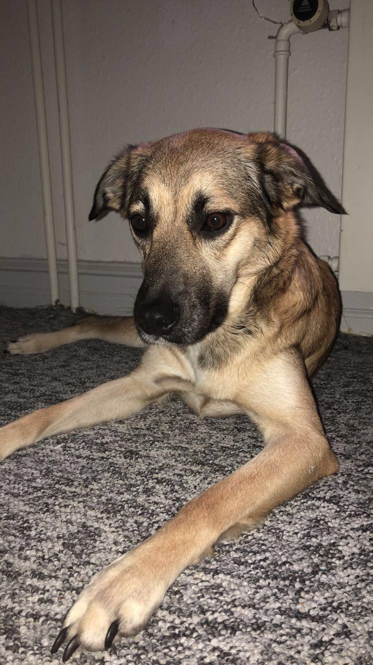 Blanding af racer Dory billede 2