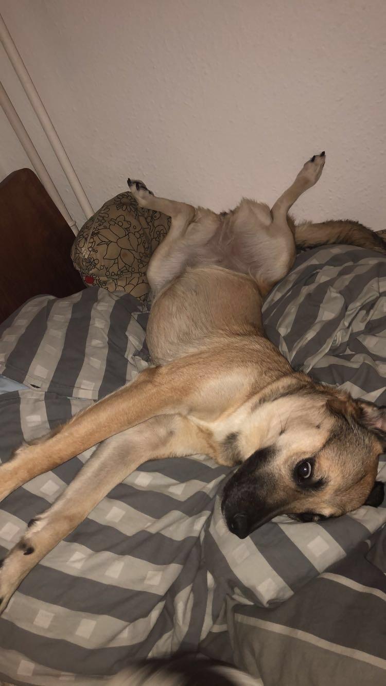 Blanding af racer Dory billede 3