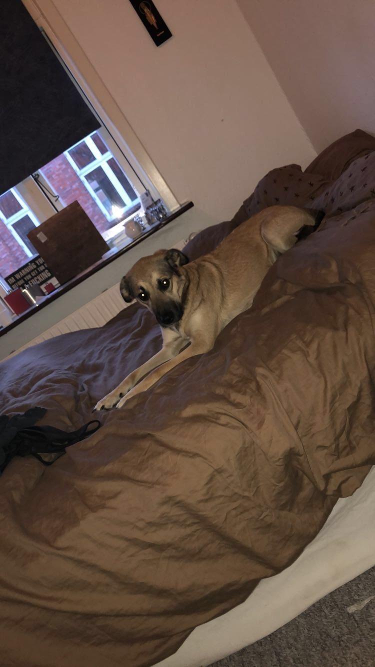 Blanding af racer Dory billede 6