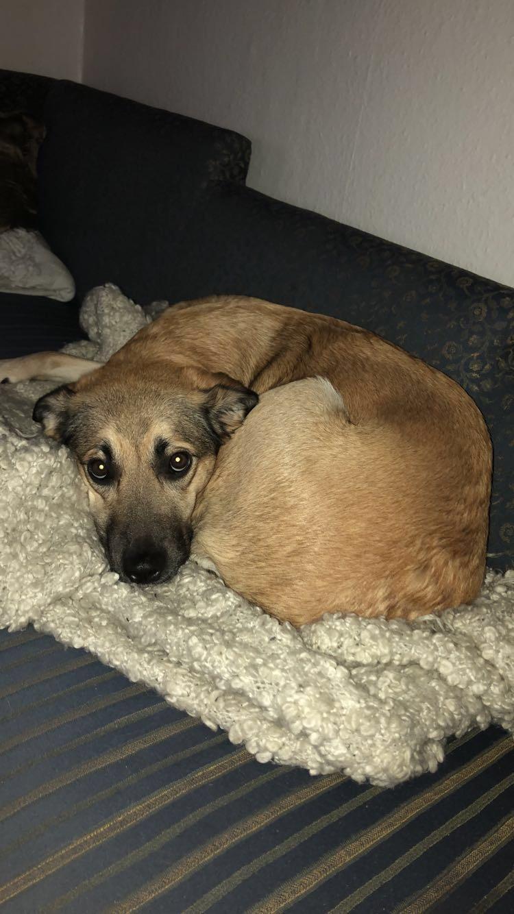 Blanding af racer Dory billede 7