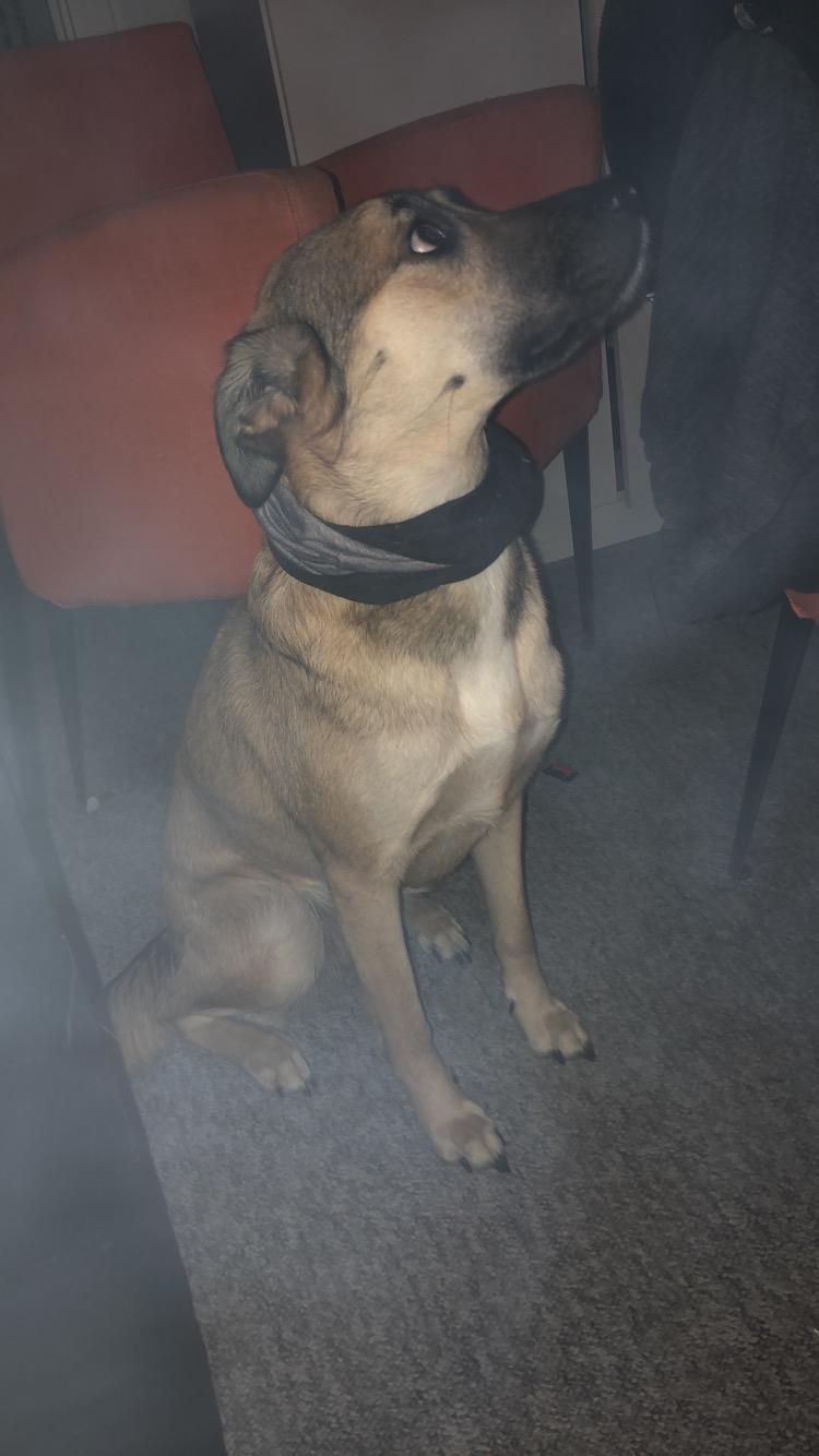 Blanding af racer Dory billede 4